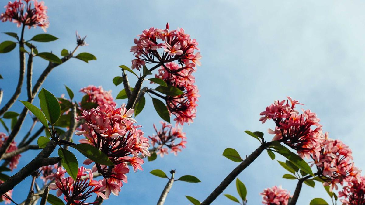 İç mekân ve düzen