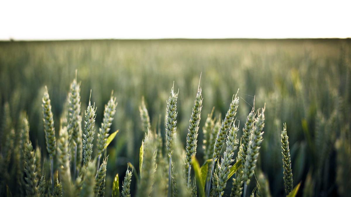 Karasu’da kiralık daire ararken sözleşme ve depozito