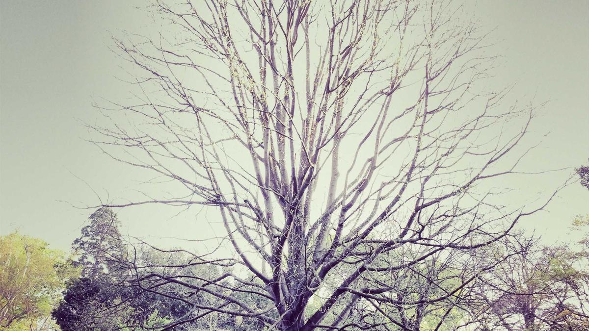 İç mekân ve düzen