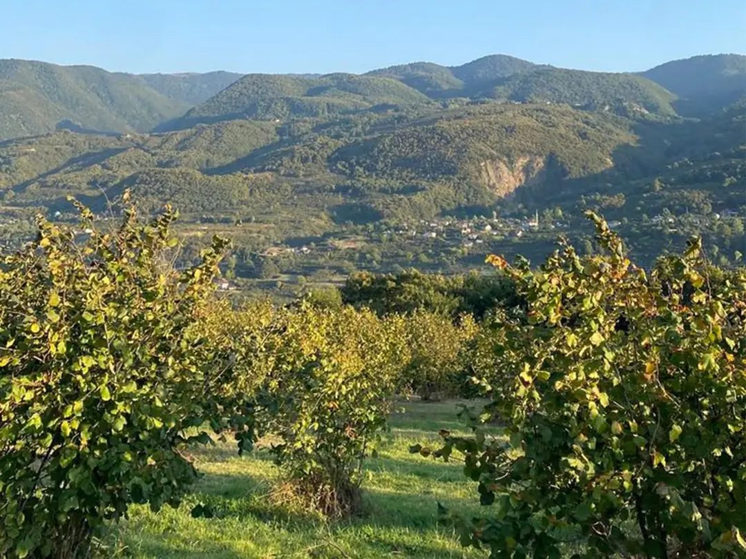 PANORAMİK DOĞA MANZARALI, 4300M2, EV YAPIMINA UYGUN FIRSAT FINDIK BAHÇESİ – KARAPELİT MH — Satılık Villa, Kocaali